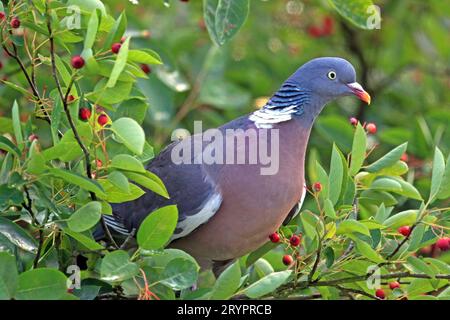 Ausgewachsene Holztaube (Columba palumbus) in einer Dienstbeere (Amelanchier confusa), deren Früchte sie gerne isst. Deutschland Stockfoto