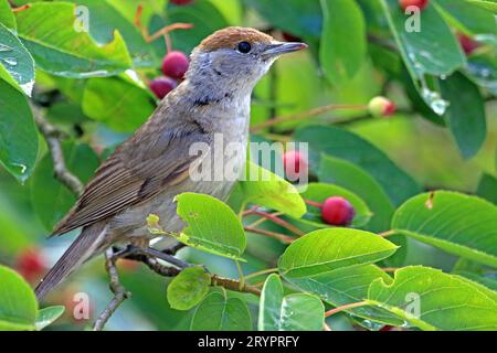 Blackcap (Sylvia atricapilla). Weiblich in einer Dienstbeere (Amelanchier confusa), deren Früchte sie gerne isst. Deutschland Stockfoto