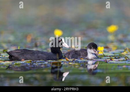 Eurasischer Coot (Fulica atra). Eltern und Mädchen schwimmen in einem Teich. Stockfoto