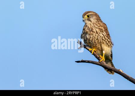 Kestrel (Falco tinnunkulus). Jugendlicher auf einem Zweig, Deutschland Stockfoto