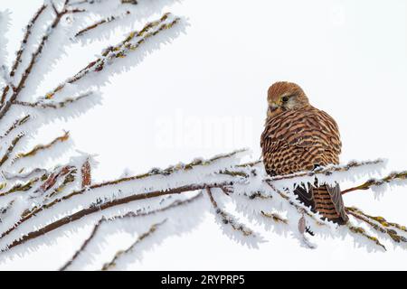 Kestrel (Falco tinnunkulus). Erwachsener sitzt auf einem frostigen Zweig. Deutschland Stockfoto