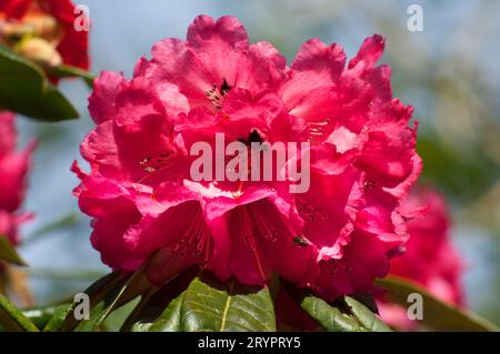 Nahaufnahme einer magentafarbenen Magnolie - John Gollop Stockfoto