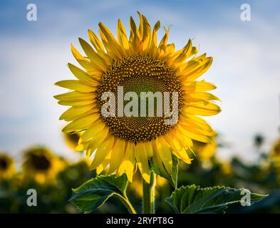 Gelbe Sonnenblume mit zwei grünen Blättern auf einem Feld gegen ein Blau Stockfoto
