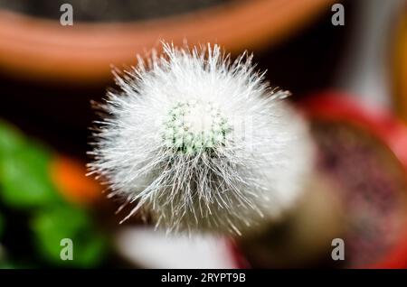 Grüner Kaktus mit weißen Stacheln auf farbigem Hintergrund aus nächster Nähe Stockfoto