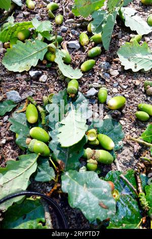 Eicheln und Eichenblätter auf dem Boden Stockfoto