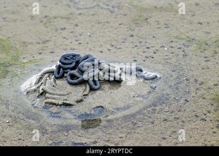 Europäischer Lugworm, Sandworm (arenicola Marina). Abgüsse von abgeworfenen Sedimenten auf dem intertidalen Wattboden. Deutschland Stockfoto