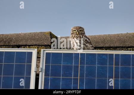 Athene noctua, auch bekannt als Eule der Athena oder Eule der Minerva auf einem Dach unter einer Photovoltaikanlage, Heinsberg, Nordrhein-Westfalen Stockfoto