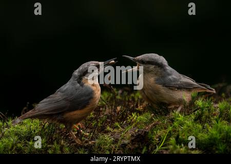 Mutter und Jugendliche Eurasische Nuthatch (Sitta europaea) im Wald von Noord Brabant in den Niederlanden. Dunkler Hintergrund. Die Eltern ernähren ihre Jungen. Stockfoto