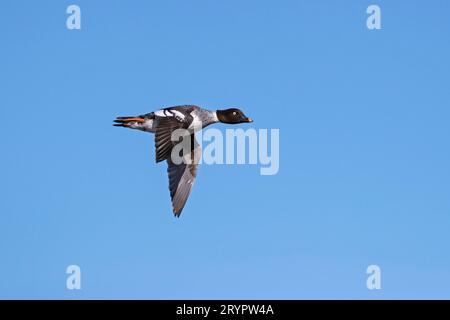 Gemeinsames Goldeneye (Bucephala clangula). Weiblich im Flug. Deutschland Stockfoto