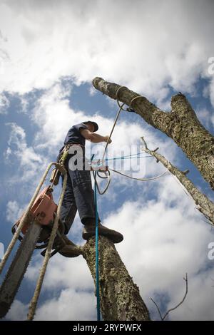 Ein Baumschneider, der in einem Baum arbeitet. Stockfoto