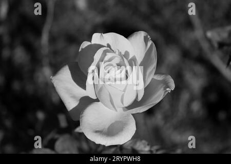 Einzelne Schwarzweiß-Hybrid-Tee-Rose-Blume auf einem Bokeh-Hintergrund. Gedreht in Rumänien Stockfoto