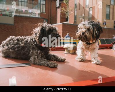 Zwei kleine Shih Tzu entspannen auf einem Kanalboot an einem sonnigen Tag. Stockfoto