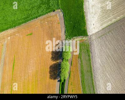 Geometrische Draufsicht eines grünen Feldes. Flugansicht auf grün gemähtes Gras im Muster. Landwirtschaftlicher Luftblick Landc Stockfoto