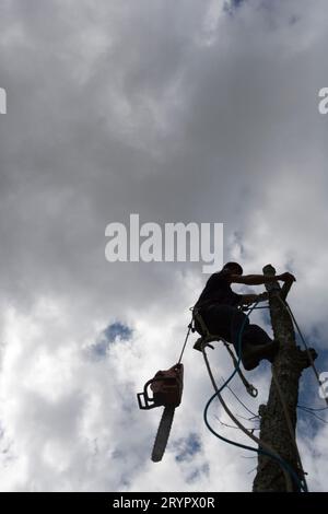 Ein Baumschneider, der in einem Baum arbeitet. Stockfoto