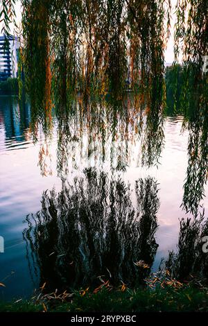 Trauerweide mit grünen und orangen Herbstfarben, die sich auf einem See mit Sonnenuntergang im Iulius Park, Cluj-Napoca, Rumänien, spiegeln Stockfoto
