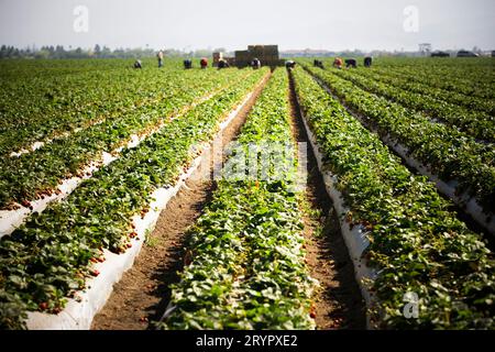 Erdbeerreihen mit Landarbeitern in der Ferne, Salinas Valley, Kalifornien. Stockfoto