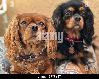 Eine Nahaufnahme von zwei Kavalierkönig Charles Spaniels, die auf einer Decke sitzen Stockfoto