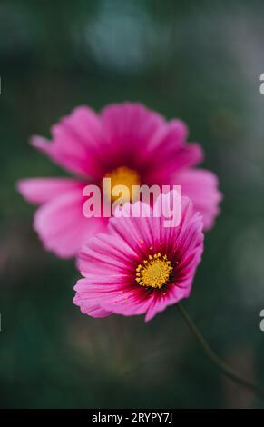 Nahaufnahme von rosa Kosmos Blumen vor grünem Hintergrund des Gartens. Stockfoto