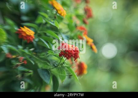 Gelbes und rotes lantana blüht im üppig grünen Garten. Stockfoto