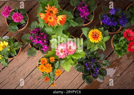 Blick von oben auf farbenfrohe Blumen in Terrakotta-Töpfen. Stockfoto