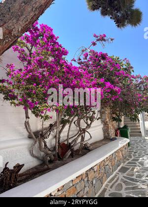 Eine vertikale violette Bougainvillea Blumen entlang einer Wand auf der Straße an einem sonnigen Tag Stockfoto