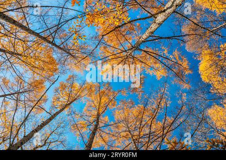 Blick auf die Pinien im Herbstwald mit gelb Und rote Blätter Laub Stockfoto