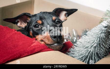 Ein kleiner kleiner kleiner Pinscher-Hündchen blickt aus der Box mit weihnachtlicher Dekoration aus der Nähe Stockfoto