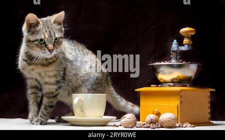 Tabby Color Kätzchen auf dem Tisch, zusammen mit einer Kaffeemühle, einer Tasse Körner und Nüsse Stockfoto