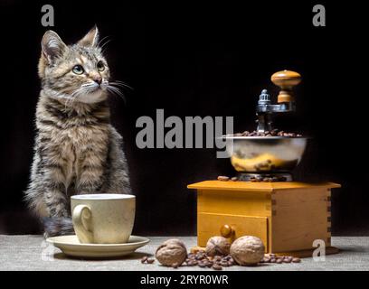 Tabby Color Kätzchen auf dem Tisch, zusammen mit einer Kaffeemühle, einer Tasse Körner und Nüsse Stockfoto