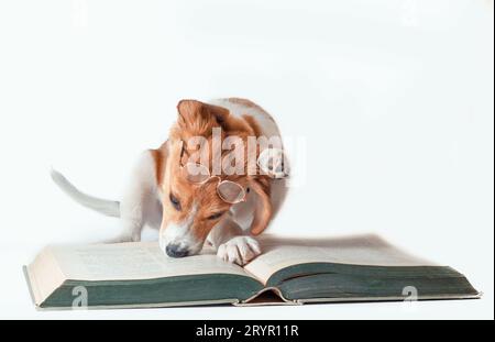 Weiß-rothaariger Welpe mit langen Ohren liest ein großes Papierbuch Stockfoto