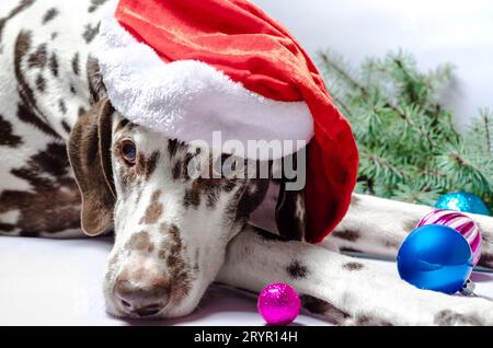 Ein dalmatinischer Hund in einem Neujahrshut gegen einen weißen Hinterwäldler Stockfoto