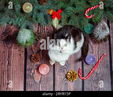 Neujahrsflachgelegt lag grau-weißes Kätzchen auf einem Holzboden mit Weihnachtsdekoration und grünen Tannenzweigen Stockfoto