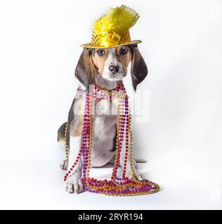 Mardi Gras Welpe mit langen Ohren in mehrfarbigen Perlen und Karnevalshut auf weißem Hintergrund Stockfoto