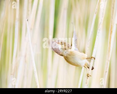 Ein Seedsänger, Acrocephalus schoenobaenus, der auf einem Schilf am Rand eines Sees steht. Stockfoto