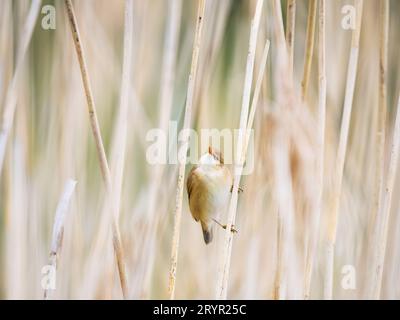 Ein Seedsänger, Acrocephalus schoenobaenus, der auf einem Schilf am Rand eines Sees steht. Stockfoto