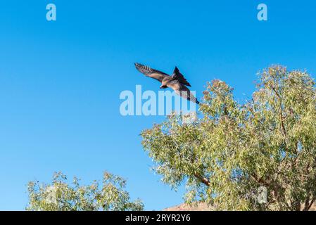 Ein Australian Whistling Kite (Haliastur sphenurus) im Vollflug im Alice Springs Desert Park. Es ist ein Aas, der Fressvögel im Binnenland Stockfoto