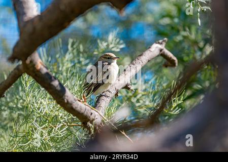 Eine weibliche Orange Chat (Epthianura aurifrons) fotografiert im Alice Springs Desert Park, der im trockenen Südosten und Südwesten Australiens gefunden wurde Stockfoto