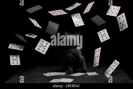 Spielkarten fallen auf ein kleines Kätzchen, das auf einem schwarzen Tisch sitzt Stockfoto