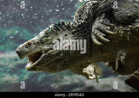 Große cayman-Schildkröte mit offenem Mund schwimmt unter Wasser nahe Stockfoto