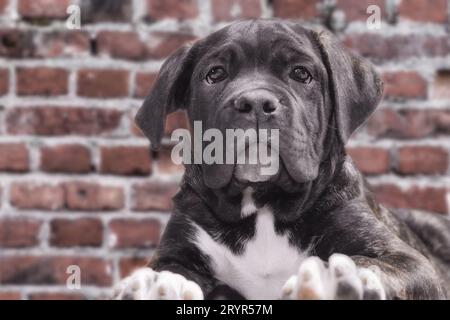 Canecorso Schwarzer Welpe auf Backsteinwand Hintergrund Nahaufnahme Stockfoto