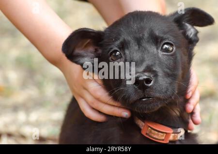 Schwarzer reinrassiger Welpe in Kinderhänden auf dem Rasen Stockfoto