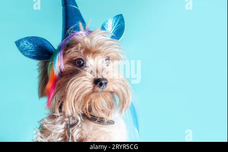 Porträt eines Yorkshire Terrier Welpen in einem Einhornkostüm Stockfoto