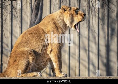 Junger brauner Löwe, der vorne gähnt Stockfoto