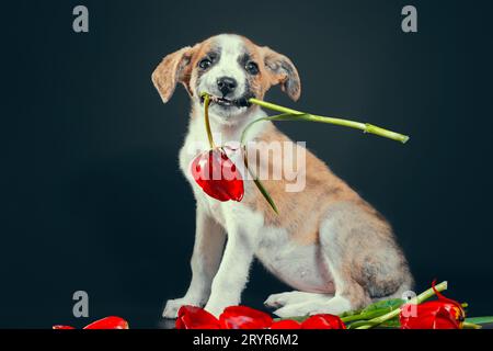 Der Piebald-Welpe hält in den Zähnen eine Tulpenblume vor dunklem Hintergrund Stockfoto