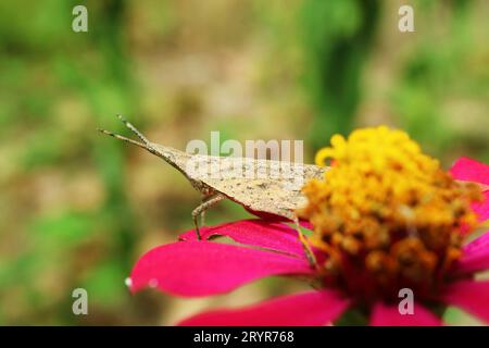 Nahaufnahme einer braunen Zahnstocher-Heuschrecke mit langem Kopf auf einer blühenden Zinnia-Blume Stockfoto