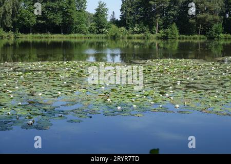 Nymphaea alba, weiße Seerose Stockfoto