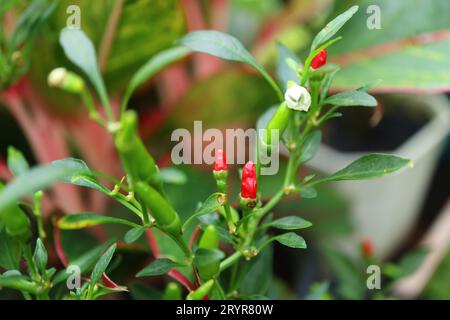 Nahaufnahme von leuchtend roten extrem heißen Bird's Eye Chili Peppers, die auf dem Sträucher Reifen Stockfoto