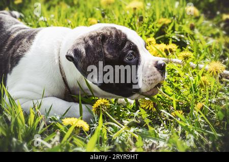 Hündchen amerikanische Bulldogge für einen Spaziergang im Park Stockfoto