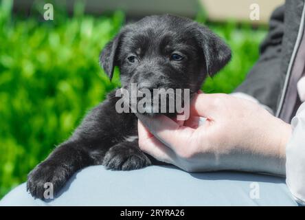 Die weibliche Hand streichelt den Welpen am Hals Stockfoto