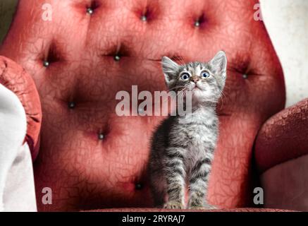 Verängstigte Tabbykätzchen sitzen auf einem roten Stuhl Stockfoto